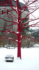 Red Tree