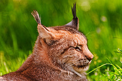 A lynx resting