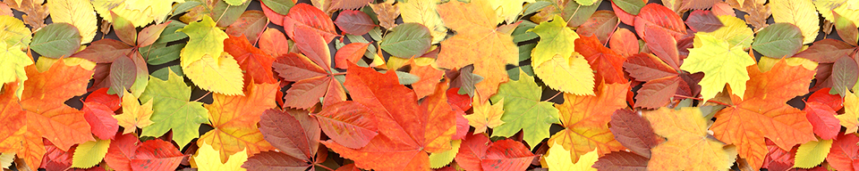 Fall leaves of many colors from many different trees