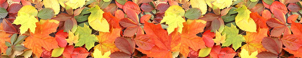 Fall leaves of many colors from many different trees