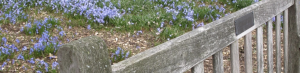 bench and flowers