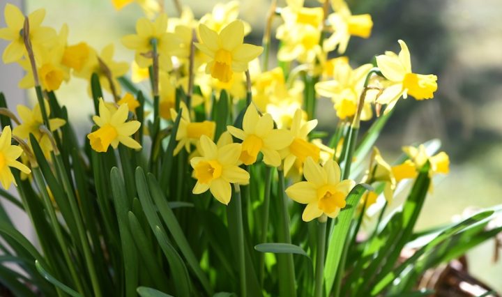 Photo of daffodils blooming