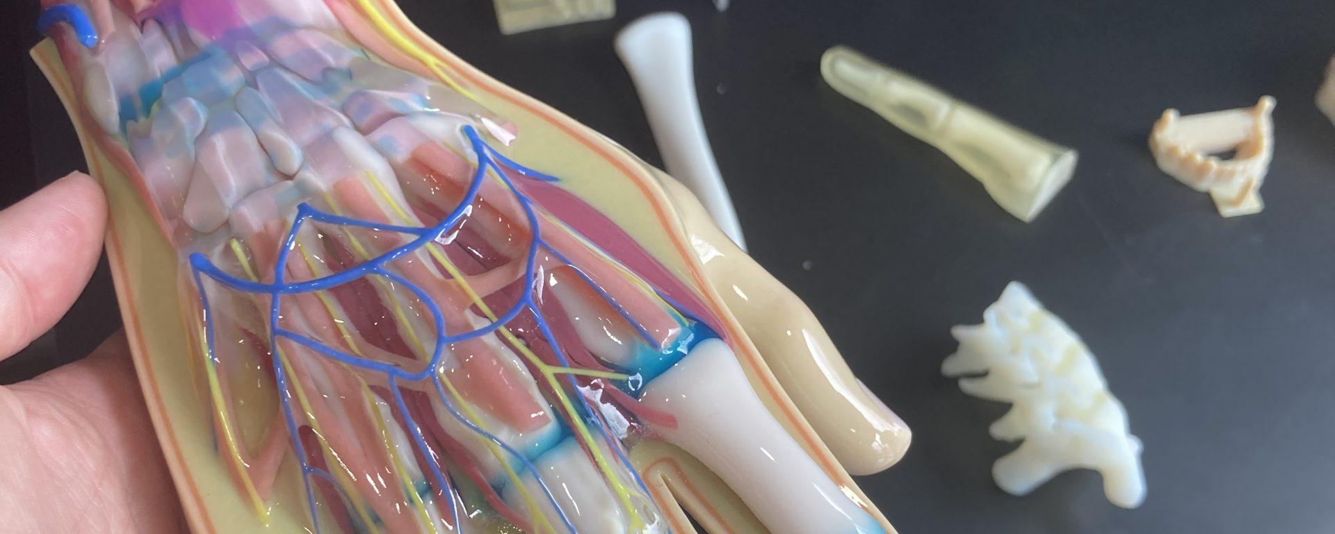 3D printed hand showing internal bones and tissues.