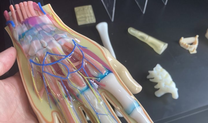 3D printed hand showing internal bones and tissues.