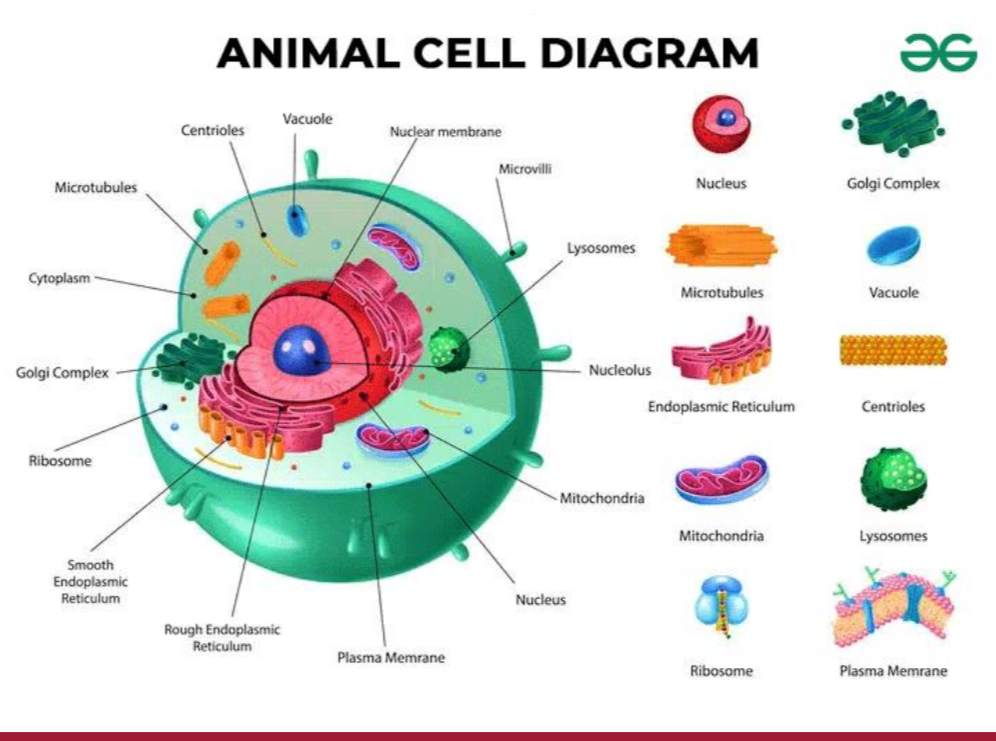 A labeled diagram of an animal cell highlighting various organelles. The central nucleus is surrounded by structures such as the nucleolus, endoplasmic reticulum (both rough and smooth), mitochondria, golgi complex, lysosomes, vacuoles, centrioles, and ribosomes. The cell is encompassed by a plasma membrane with microvilli on the surface. Each organelle is depicted with a corresponding detailed illustration on the right side, providing a visual reference. The title "ANIMAL CELL DIAGRAM" is at the top, and the company logo is at the top right corner.