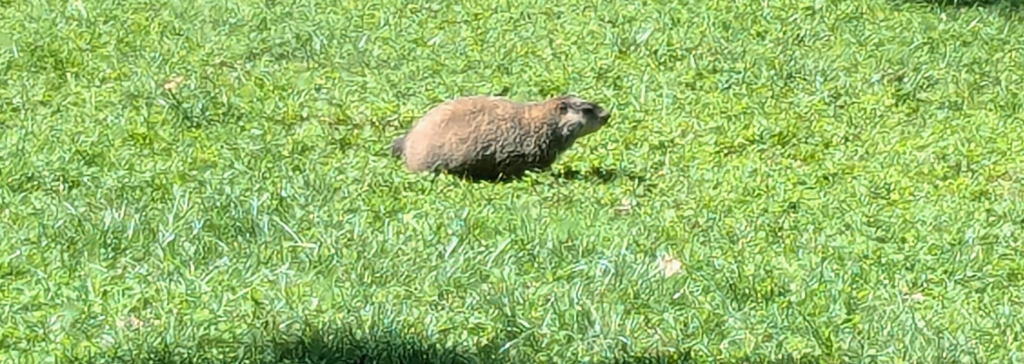 a zoomed in phone camera picture of a groundhog basking in the grass behind Whittier Hall