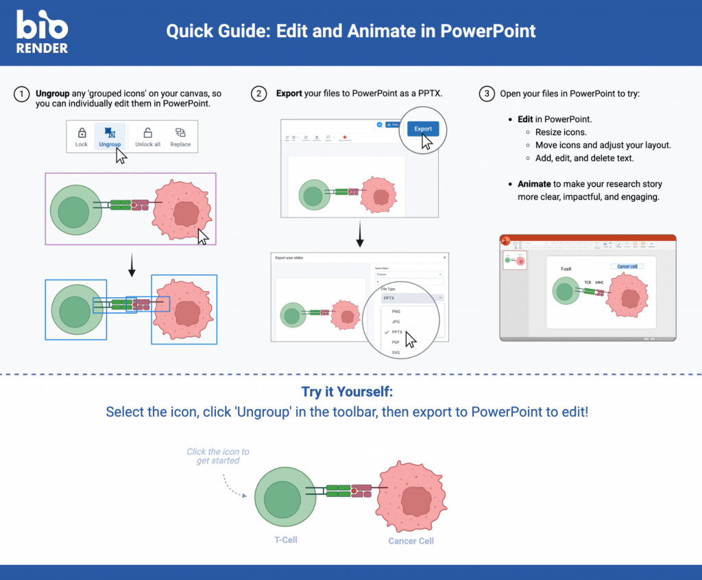 Screenshot of a BioRender template showing how to export a figure to PowerPoint and animate individual items

BioRender Quick Guide: Edit and Animate in PowerPoint.

Step 1: Ungroup icons on your canvas in BioRender to edit individually in PowerPoint.
Step 2: Export your files to PowerPoint as a PPTX file.
Step 3: Open in PowerPoint to edit, resize, move icons, adjust layout, and add or delete text. Animate for clarity and engagement.

Try it Yourself: Select the icon, click 'Ungroup' in the toolbar, then export to PowerPoint to edit. The diagram illustrates a T-cell interacting with a cancer cell, with an animation icon to get started.