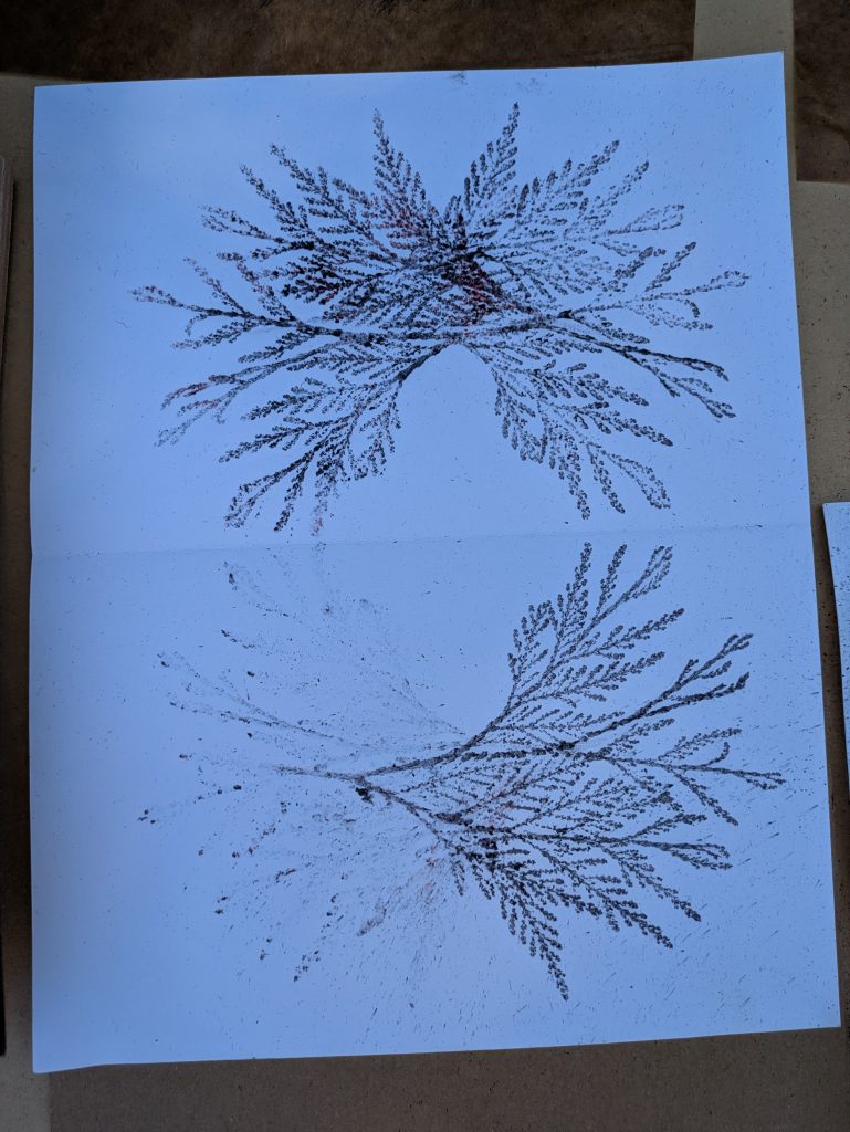 a close-up of a finished print of two Arborvitae leaves